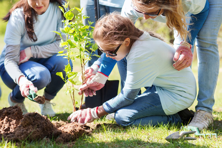 plant trees